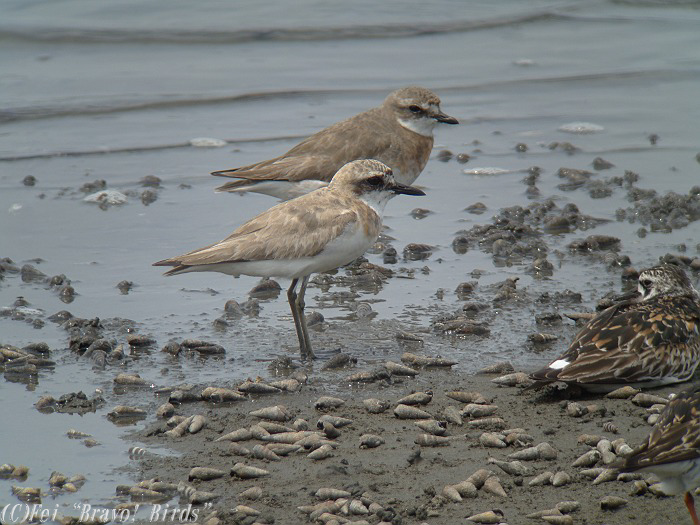 オオメダイチドリ　　Greater Sandplover/ Charadrius leschenaultii_b0069564_19394237.jpg