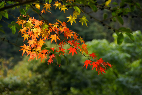 深紅に染めて　　　　H20.11.15　晴れ／雨_b0038868_167165.jpg