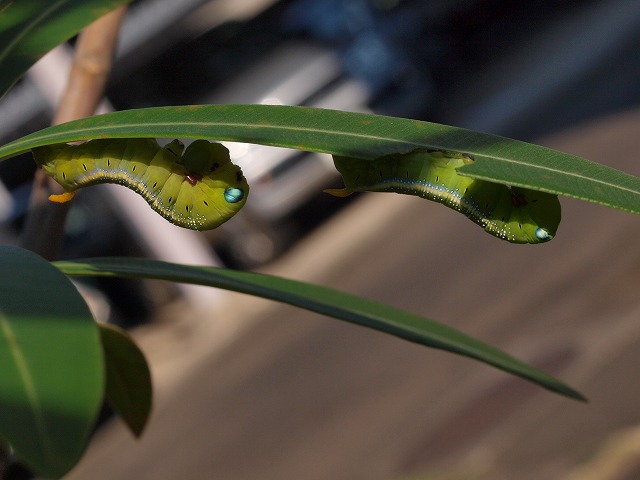 b0135573_19115845.jpg