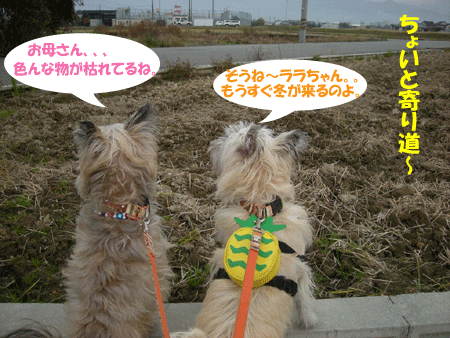 e0066883_17153181.gif