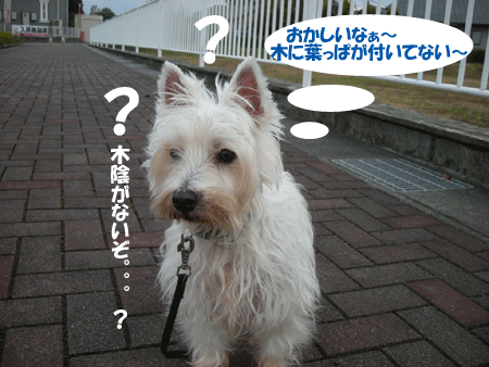 e0066883_17265880.gif