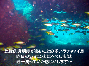 ラチャノイ・ラチャヤイ3ダイブ 狙うは大物!_f0144385_1117423.jpg