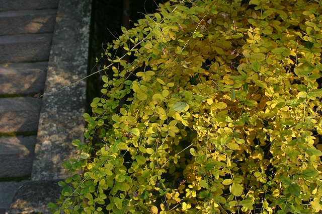 e0061694_22553460.jpg