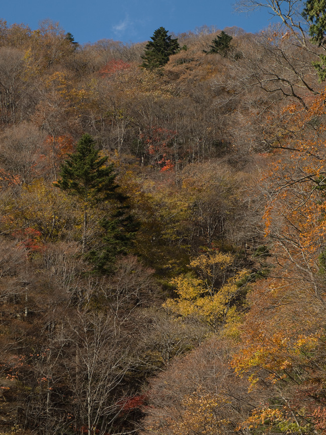 奥日光　－帰り道－_f0002801_1642487.jpg