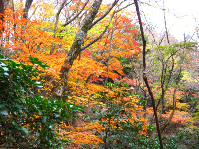 08-11：鷹ノ巣山＆裏英彦山_f0187402_21411577.jpg