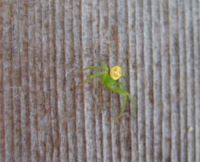 人の顔みたいな模様は珍しいのでしょうか 昆虫ブログ むし探検広場 人の顔みたいな模様は珍しいのでしょうか 昆虫ブログ むし探検広場