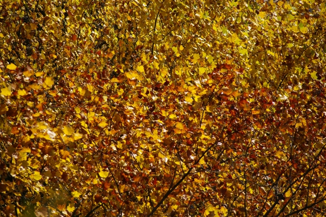 c0156908_1194012.jpg