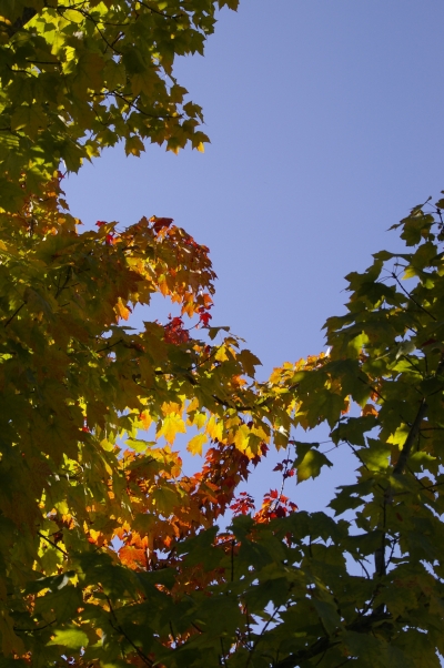 c0156908_1195248.jpg