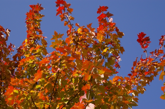 c0156908_120821.jpg