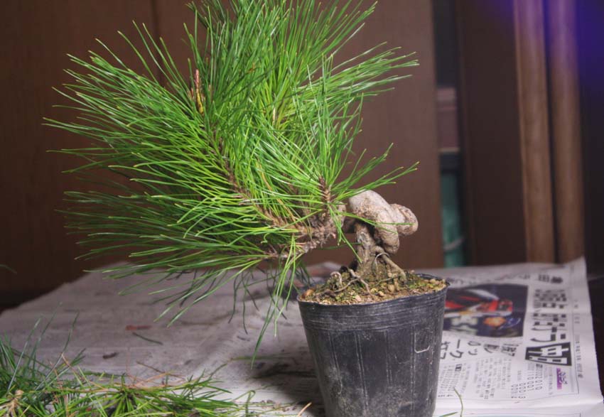 赤松　[捻幹模様木]　大品盆栽 赤松 [捻幹模様木] 大品盆栽 赤松 [捻幹模様木] 大品盆栽