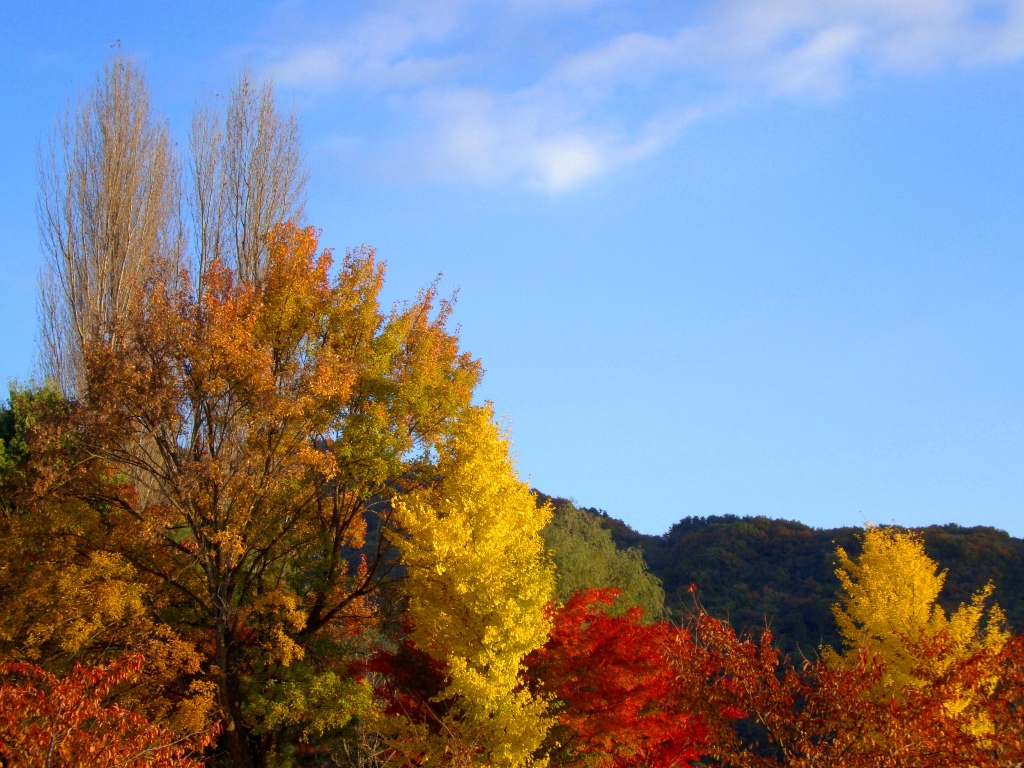 2008年11月16日　黄葉紅葉が眩しくて　　西湖・河口湖　（１１/１３撮影）　in Yamanashi_d0129921_23444445.jpg