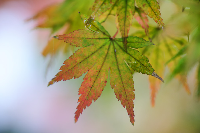 紅葉　－横浜編－_e0077521_1353440.jpg