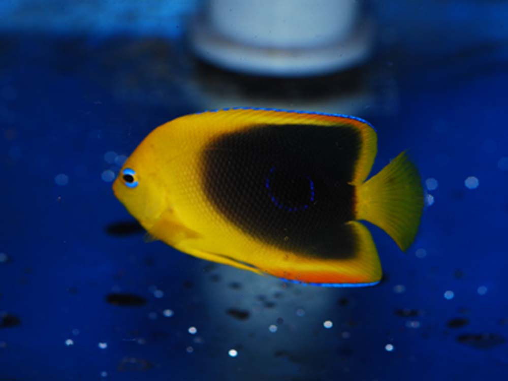 キイロハギ（沖縄産）海水魚販売