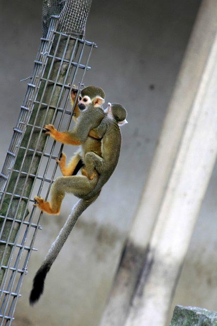 東武動物園の動物エリア_e0052135_1825139.jpg