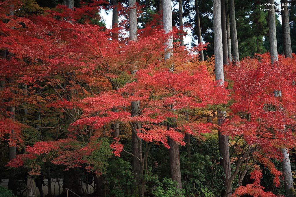 大原、三千院の紅葉（その二）_c0009042_8304649.jpg