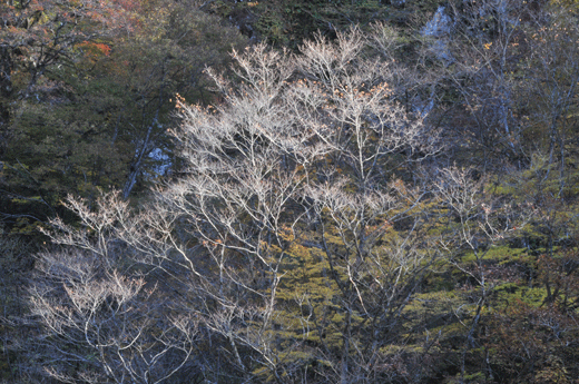 c0093046_8511079.gif