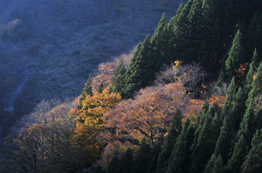 c0093046_8513119.gif