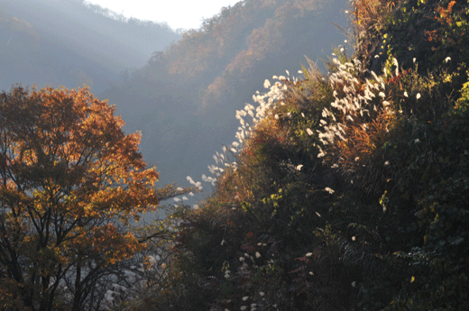 c0093046_8515359.gif