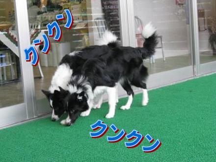 DOG CAFEに行くの巻～～_f0175449_06820.jpg