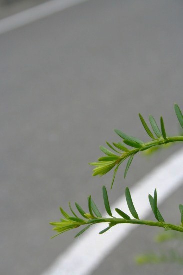 e0126350_23273719.jpg