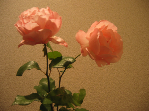 b0072051_64104.jpg