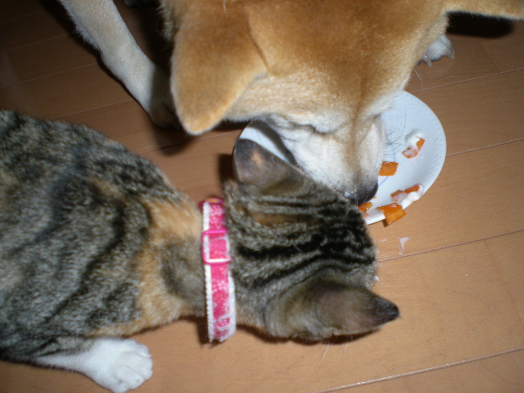 2008年11月16日(日)雨の日はお家で!_f0060461_13301790.jpg