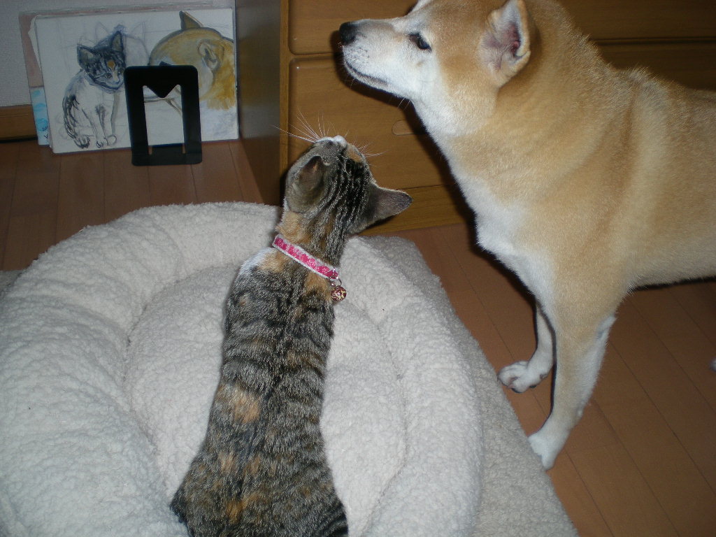 2008年11月16日(日)雨の日はお家で!_f0060461_1339966.jpg