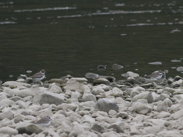 b0148762_17451117.jpg