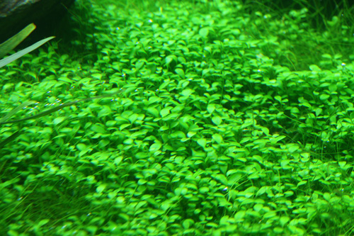 グロッソスティグマはco2過多だと葉っぱは大きくなる Aqualiving