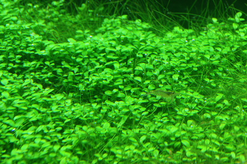 グロッソスティグマはco2過多だと葉っぱは大きくなる Aqualiving