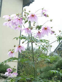 b0096463_2225281.jpg