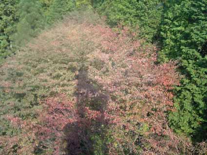 e0126576_1257939.jpg