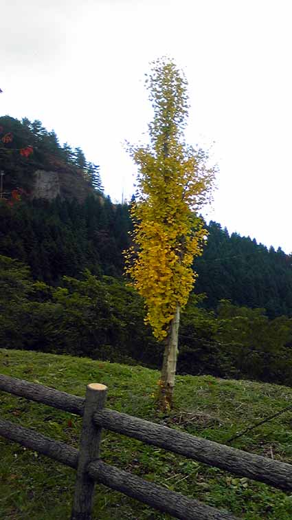 e0126576_1322495.jpg