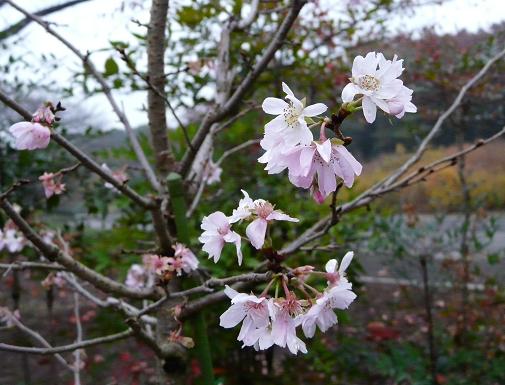 神代植物公園の写真展_d0145794_230019.jpg