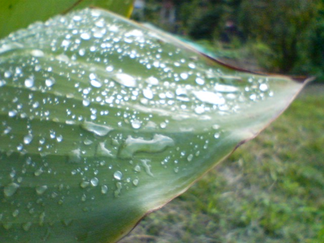 雨が残した宝もの_f0077595_13125266.jpg