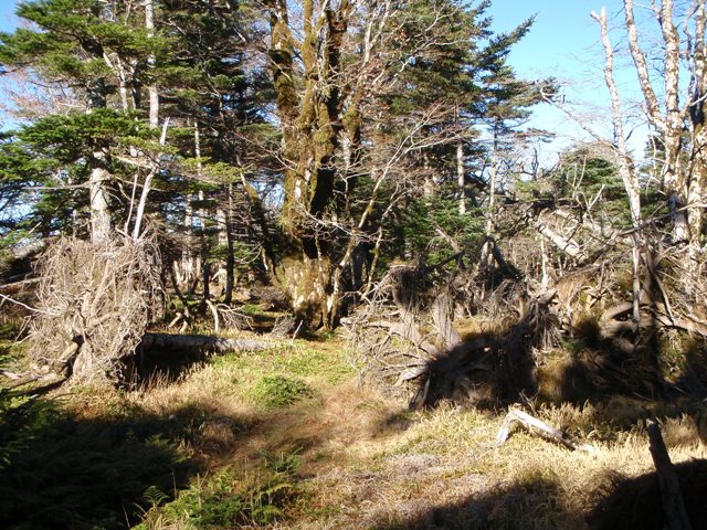 気まぐれ双門弥山バックパッキング20081112~13(二日目)_c0147398_0365070.jpg