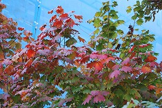c0124100_11425854.jpg