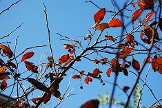 c0124100_1143179.jpg