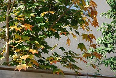 c0124100_11451651.jpg