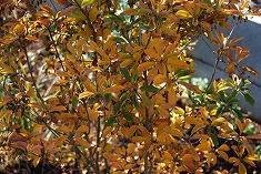 c0124100_11454294.jpg