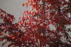 c0124100_1145621.jpg