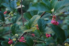 c0124100_11464644.jpg