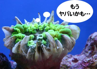 c0165807_11372.jpg