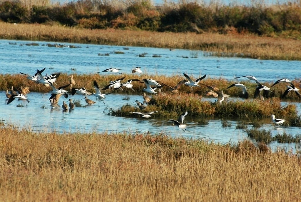 Shore Birds_d0139709_5452667.jpg