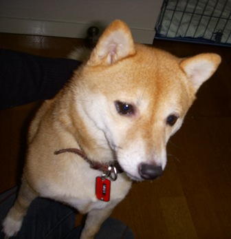 f0004309_21313464.jpg
