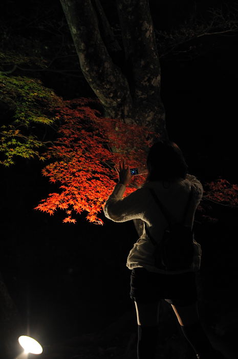 2008・京都の紅葉　神護寺参道ライトアップ編其の二_f0032011_19205044.jpg