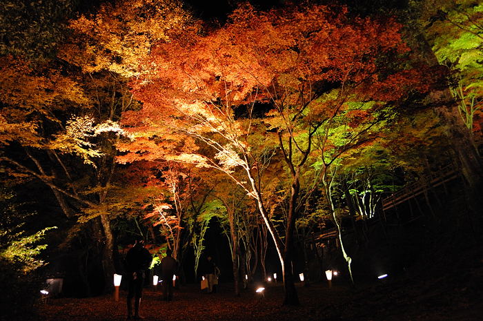 2008・京都の紅葉　神護寺参道ライトアップ編其の二_f0032011_19211775.jpg