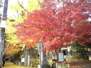 Ｈ見市の上日寺の大いちょう_a0026413_16182823.jpg