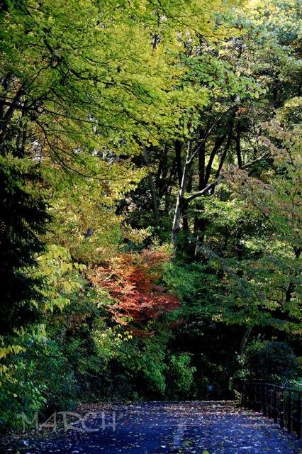 e0146037_2332535.jpg