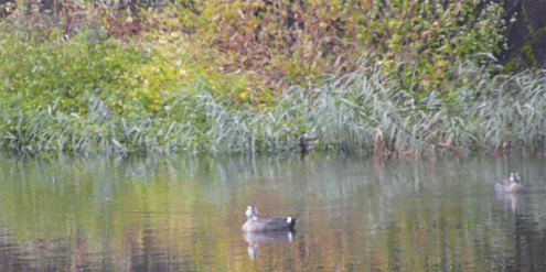 a0056140_17155487.gif